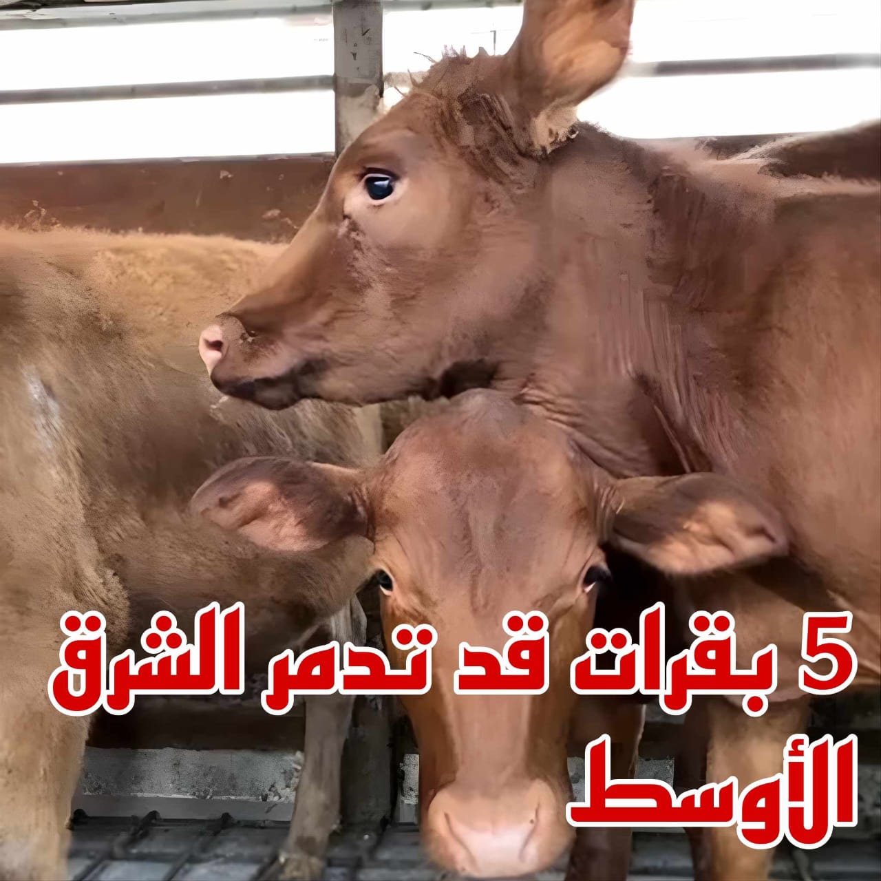 ماهي قصة البقرات الحمراء التي قد تعصف وتدمر الشرق الأوسط وتدخلها في إعصار الحروب الدينية؟